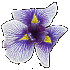 Iris Fairy Carillon
