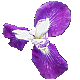 iris fourfold mystery
