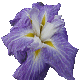 Iris Hozan
