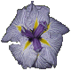 Iris Japanese Sandman