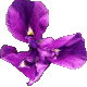 Iris Kirigamine