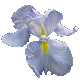 Iris Mizu No Hikari