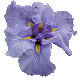Iris Oriental Elegance