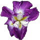 Iris Persephone