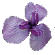 Iris Rose Frappe