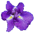 Iris Sakae Murasaki