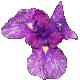 Iris Springtime Prayer