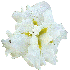 Iris Summer Moon