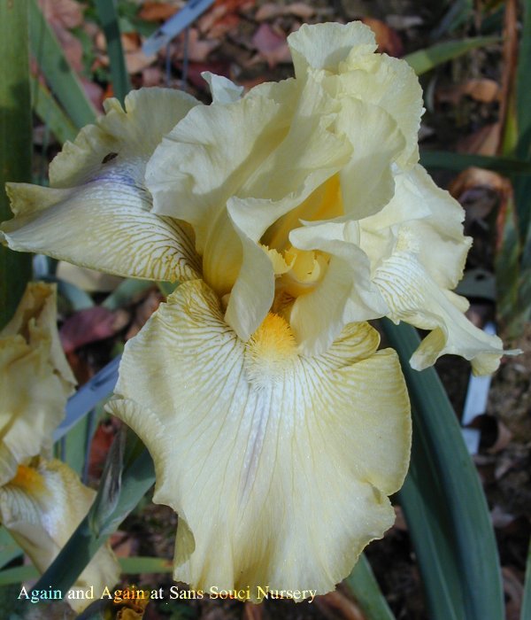  [picture of Again and Again, Tall  Bearded reblooming Iris         ]