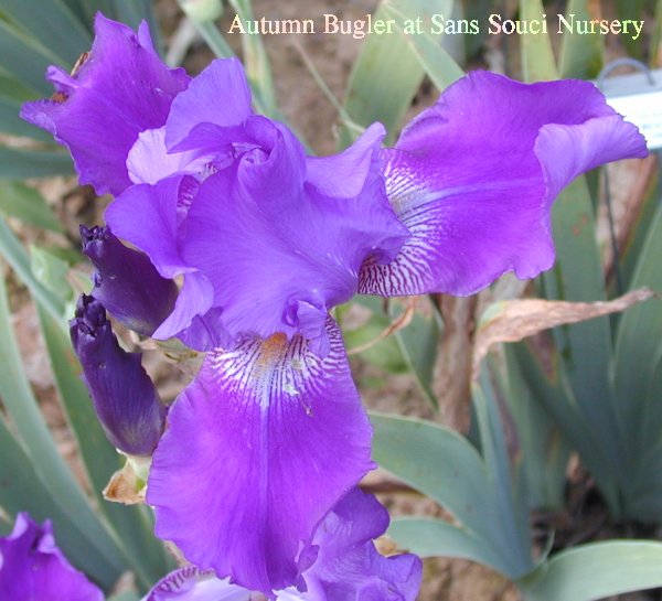  [picture of Autumn Bugler, TallBearded reblooming Iris             ]
