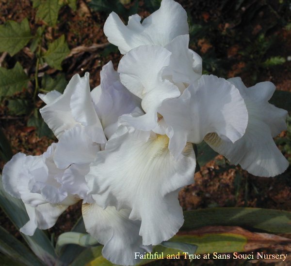 [picture of Faithful and True, Tall  Bearded reblooming Iris       ]