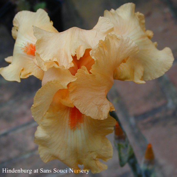  [picture of Hindenburg, Tall Bearded reblooming Iris               ]