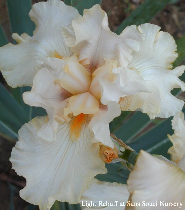  [picture of Light Rebuff, Tall Bearded Iris, occasional rebloom.   ]