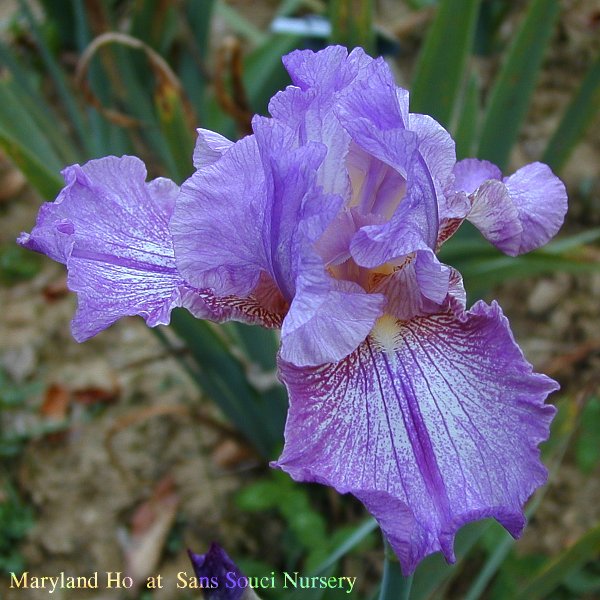  [picture of Maryland Ho, TallBearded reblooming Iris]