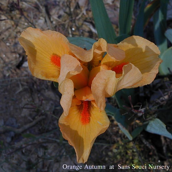  [picture of Orange Autumn, Standard Dwarf Bearded reblooming Iris  ]