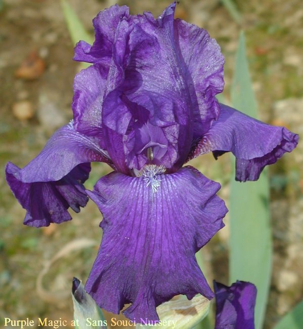  [picture of Purple Magic, Tall Bearded reblooming Iris             ]