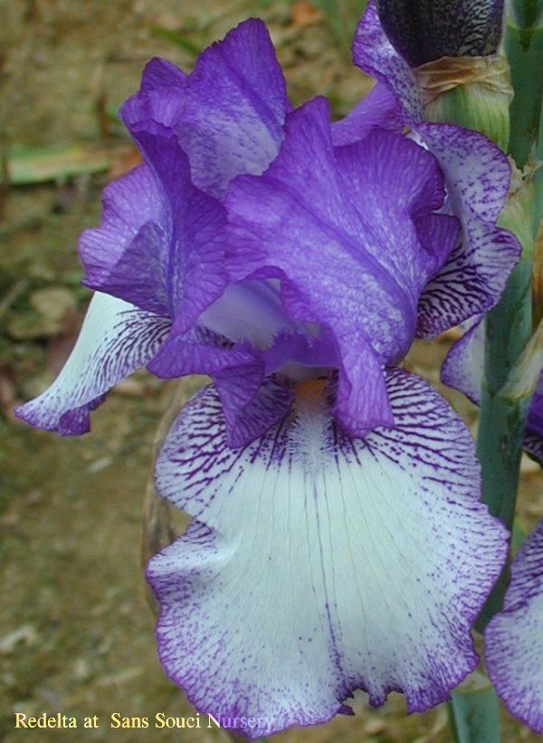  [picture of Redelta, Tall Bearded reblooming Iris                  ]
