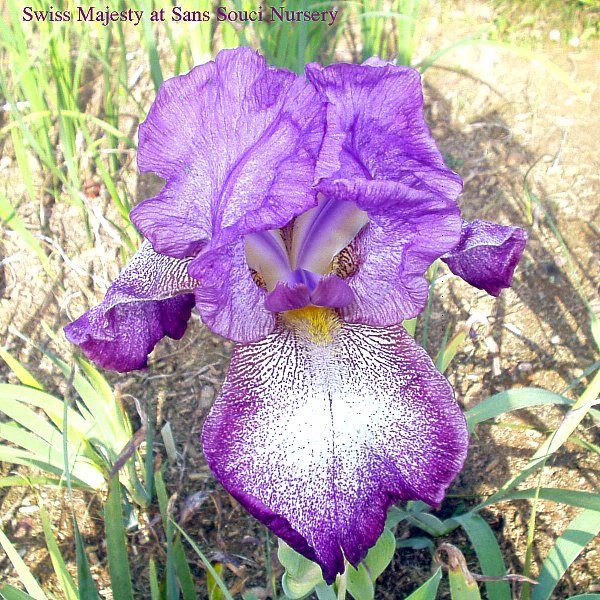  Picture of the TB       iris Swiss Majesty     