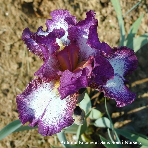 Autumn Encore intermediate bearded reblooming iris