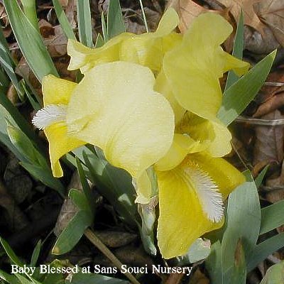  Picture of the SDB      iris Baby Blessed      