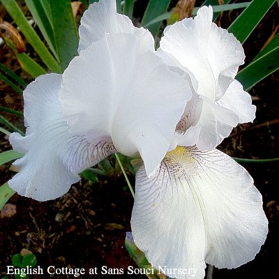  Picture of the TB       iris English Cottage   