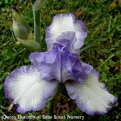  Picture of the TB       iris Queen Dorothy     