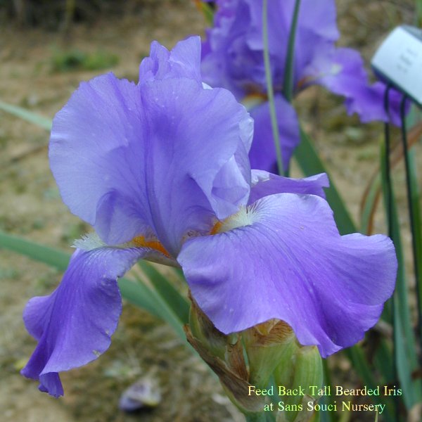 Feed Back a  Tall Bearded Iris