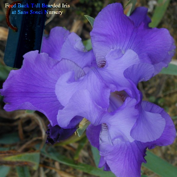 Feed Back a  Tall Bearded Iris