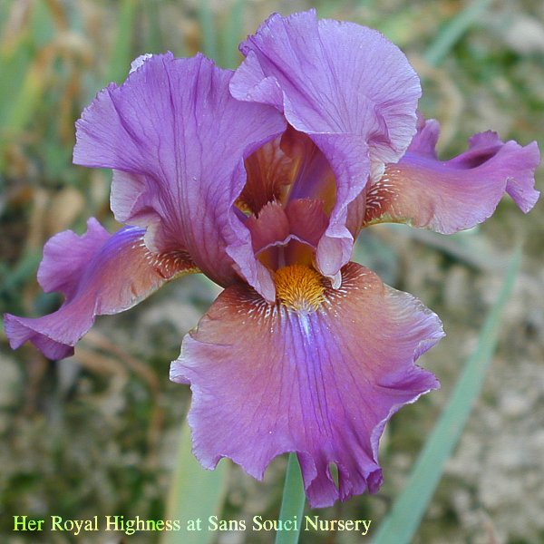  [picture of Her Royal Highness, Tall Bearded reblooming Iris       ]