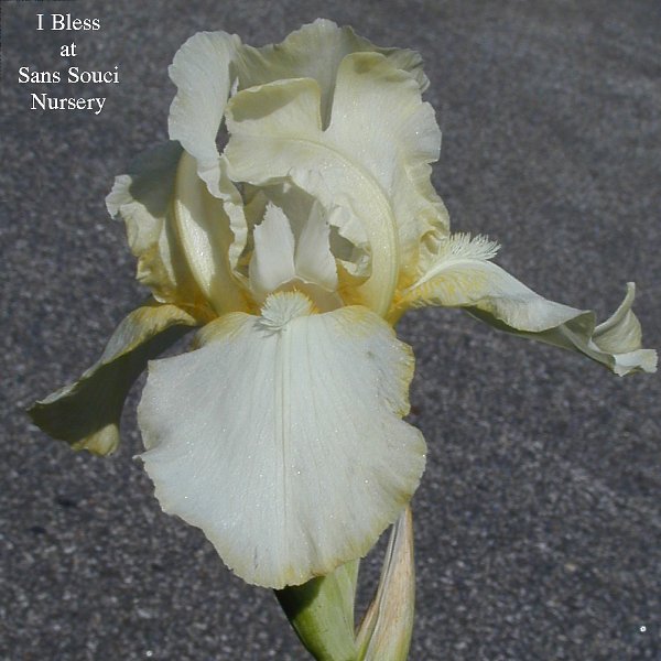 I Bless, an Intermediate bearded reblooming iris