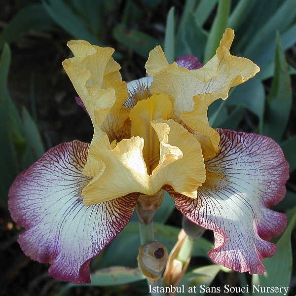 Istanbul tall bearded reblooming iris