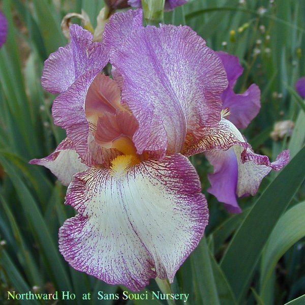  [picture of Northward Ho, Tall Bearded reblooming Iris             ]