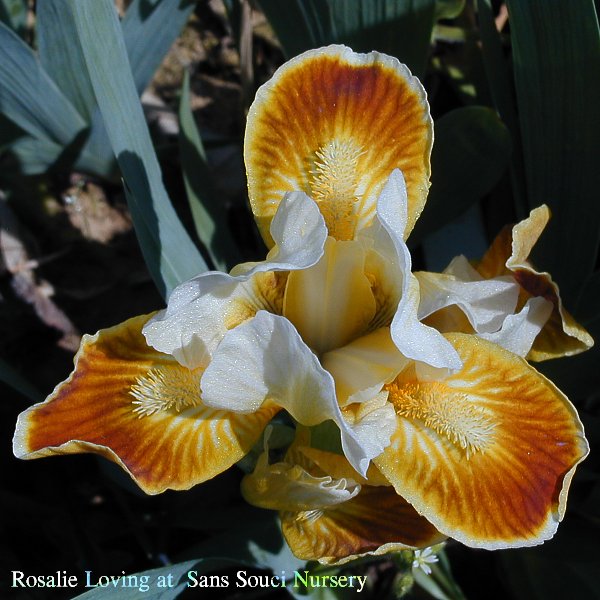  [picture of Rosalie Loving, Standard Dwarf Bearded reblooming Iris ]