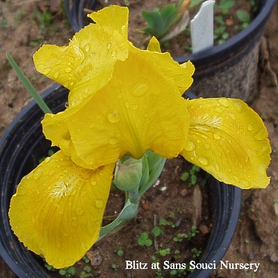  Picture of the Reblooming iris Blitz