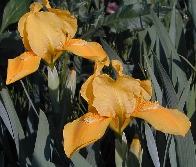  Picture of a group of the Reblooming iris Blitz, copyright 2004 Sans Souci Nursery