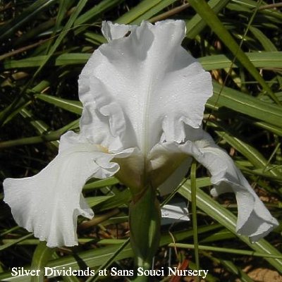  Picture of the TB       iris Silver Dividends  